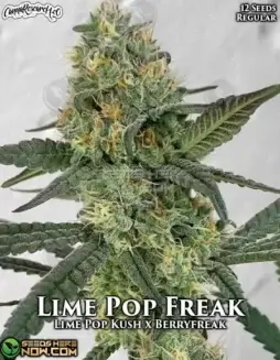 Lime Pop Freak cannabis seeds by Cannabis Research Seed Co, featuring a hybrid of Lime Pop Kush and Berryfreak