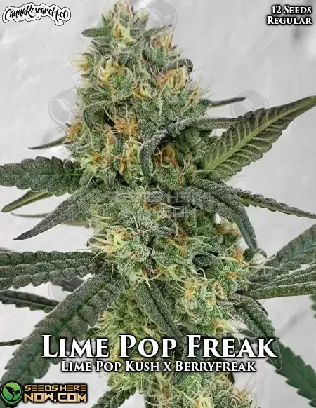 Lime Pop Freak cannabis seeds by Cannabis Research Seed Co, featuring a hybrid of Lime Pop Kush and Berryfreak