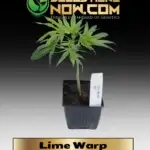 Lime Warp Clones - ACC