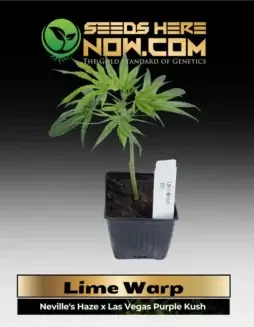 Lime Warp Clones in soil pots, featuring Neville's Haze and Las Vegas Purple Kush genetics