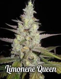 Limonene Queen regular cannabis seeds by Second Generation Genetics, featuring Chernobyl lineage