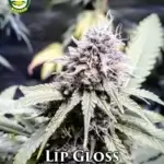 Lip Gloss (Regular) - Seattle Chronic Seeds
