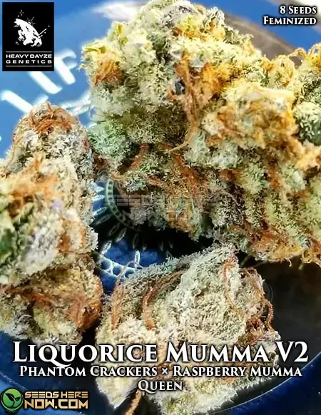 Liquorice Mumma V2 feminized cannabis seeds pack by Heavy Dayze Genetics featuring Phantom Crackers and Raspberry Mumma Queen lineage