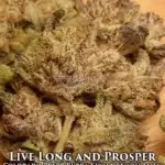 Live Long and Prosper (Feminized) - La Plata Labs