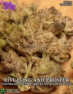 Live Long and Prosper Feminized Seeds (space) Indica Dominant, Citrus and Earthy Aroma