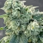 Local Skunk (Regular) - Dominion Seed Company