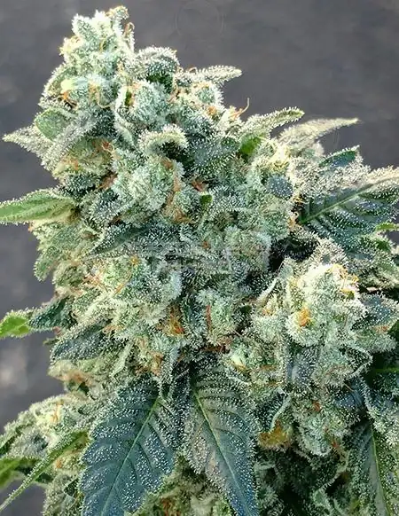 Packaging of Local Skunk Regular Seeds from Dominion Seed Company