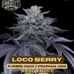 Loco Berry (Regular) - Crockett Family Farms
