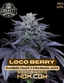 Loco Berry Regular Seeds by Crockett Family Farms featuring sweet berry and earthy pine flavors
