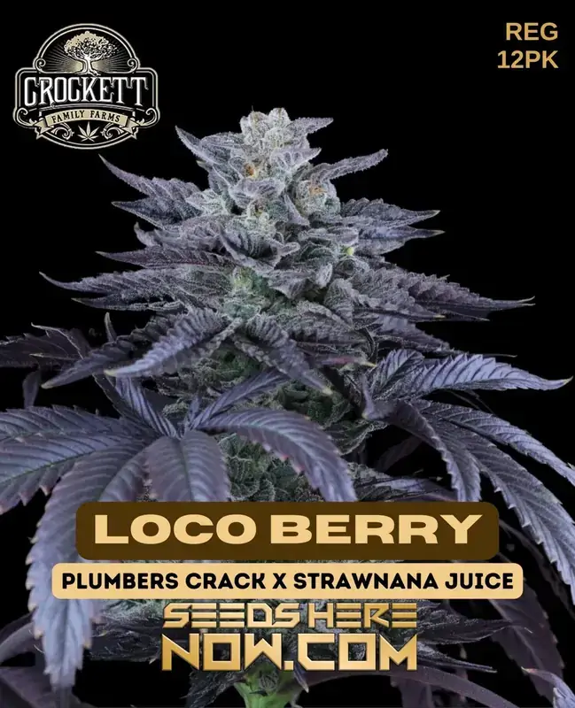 Loco Berry Regular Seeds by Crockett Family Farms featuring sweet berry and earthy pine flavors