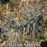 Lolab Valley (Regular) - Indian Landrace Exchange