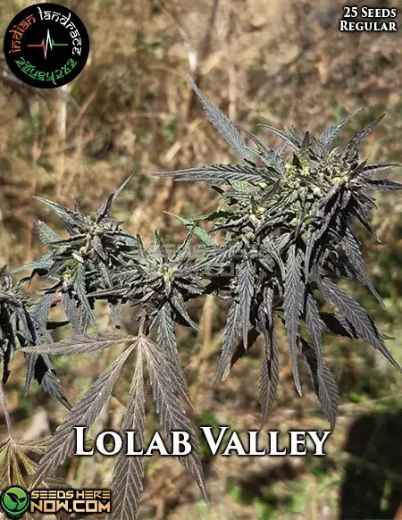 Lolab Valley Regular Seeds - Hybrid Cannabis by Indian Landrace Exchange with earthy, pine, and citrus flavors