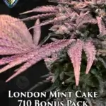 London Mint Cake Bonus Pack (Feminized) - T.H. Seeds