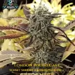 London Pound Cake S1 (Feminized) - Elite Clone Seed Company