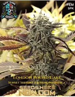 Close(space)up of London Pound Cake S1 feminized cannabis seeds in a natural setting