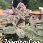 Loompa Goo (Regular) - Second Generation Genetics