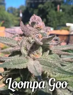 Loompa Goo cannabis seeds by Second Generation Genetics, featuring Mendo Afgoo and DJ Short's Blueberry lineage.