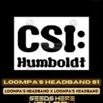 Loompa's Headband S1 (Feminized) - CSI Humboldt