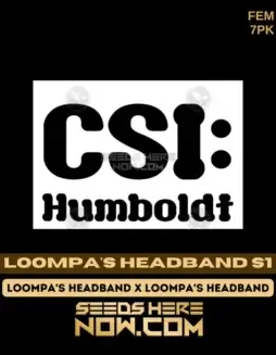 Loompa's Headband S1 Feminized Cannabis Seeds by CSI Humboldt
