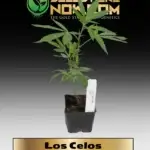 Los Celos Clones - ACC