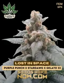 Feminized Lost In Space cannabis seeds by Flashback Seeds featuring a blend of Purple Punch, Stardawg, and Gelato #33