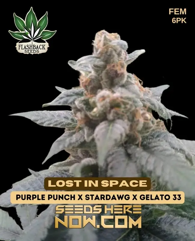 Order Lost In Space Feminized Seeds - Top-Shelf Genetics