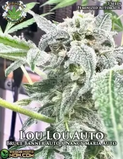 Lou Lou Auto Cannabis Seeds (space) Hybrid Strain with Citrus and Pine Aroma