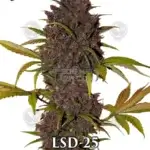 LSD - 25 Auto - Fast Buds