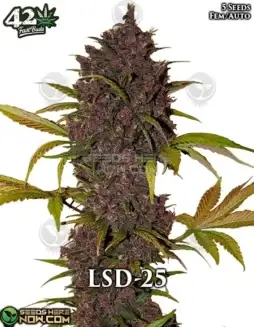 LSD - 25 Auto - Fast BudsLSD - 25 Auto Cannabis Seeds - High THC Indica Dominant Hybrid