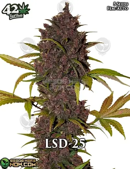 LSD - 25 Auto Cannabis Seeds - High THC Indica Dominant Hybrid