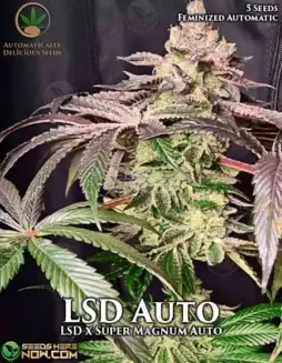 LSD Auto cannabis seeds by Automatically Delicious, featuring citrus and earthy tones with high THC content