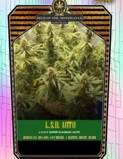 L.S.D. Auto cannabis seeds by S.O.T.M. featuring citrus and pine aroma