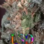 LSD (Regular) - BOG Seeds