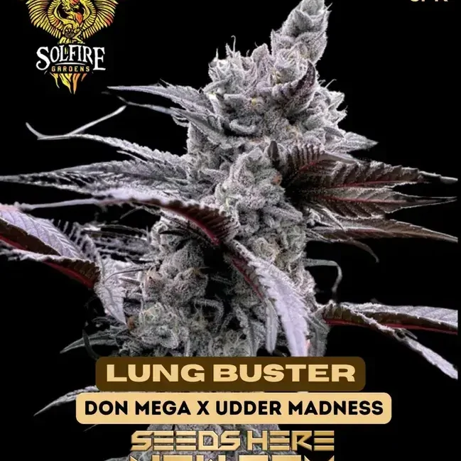 邦楽 DJ MARIJUANA febb YAKUBUTSU SOUL 3 Buy Lung Buster Feminized Seeds - Potent And Flavorful