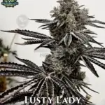 Lusty Lady (Feminized) - Exotic Genetix