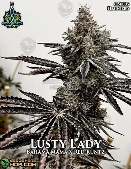 Feminized Lusty Lady Cannabis Seeds by Exotic Genetix