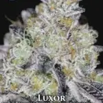 Luxor (Regular) - Sin City Seeds