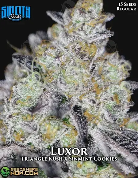 Luxor Cannabis Seeds - Triangle Kush x SinMint Cookies Hybrid