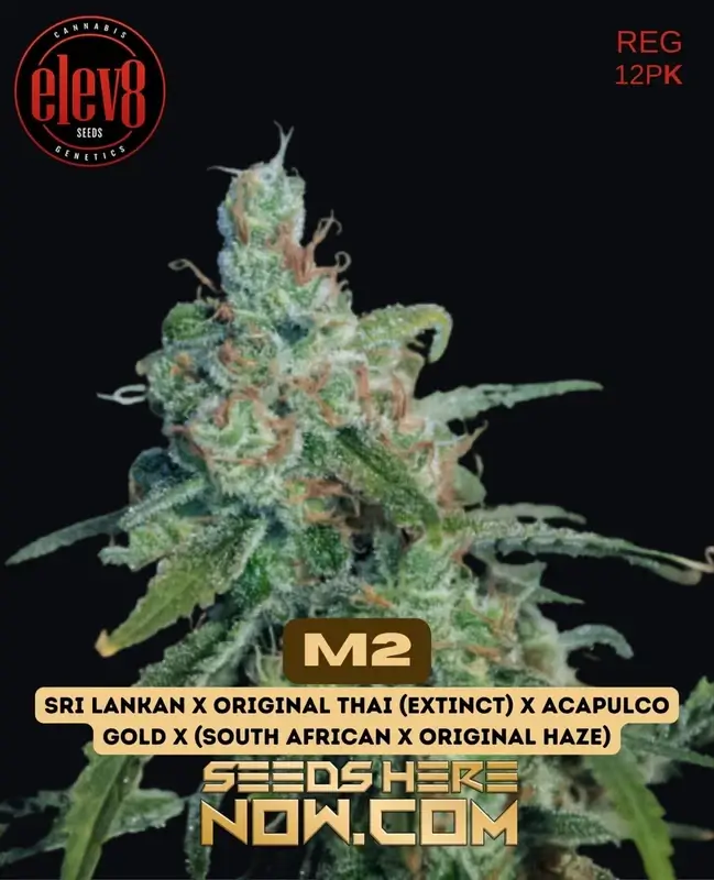 M2 Regular Seeds - Aromatic Sativa-dominant Cannabis Strain