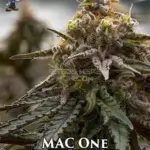 MAC 1 S1 (Feminized) - Dr. Blaze