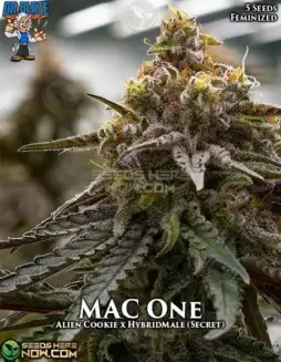 MAC 1 S1 Feminized Seeds (space) citrus, pine, earthy, diesel flavors