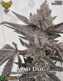 Mad Dog Feminized Seeds (space) A Hybrid Strain with Purple Marmalade and Hood Candyz Lineage