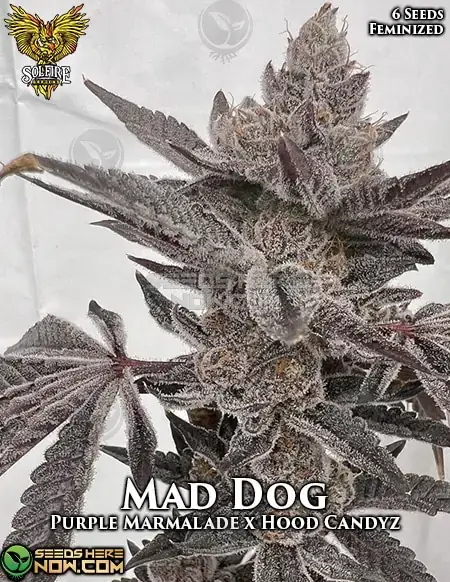 Mad Dog Feminized Seeds - A Hybrid Strain with Purple Marmalade and Hood Candyz Lineage