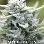 Magic Melon (Regular) - Humboldt Seed Company