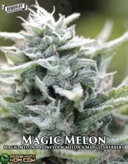 Magic Melon cannabis seeds by Humboldt Seed Company, featuring a blend of Magic Melon, Honeydew Melon, and Mango Sherbet genetics