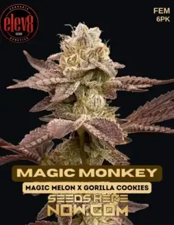 Magic Monkey Feminized Seeds (space) Hybrid cannabis with citrus, pine, earthy, and sweet aromas