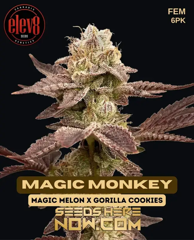 Magic Monkey Feminized Seeds - Hybrid cannabis with citrus, pine, earthy, and sweet aromas