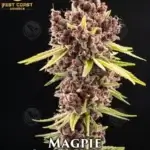 Magpie (Regular) - Best Coast Genetics