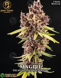 Magpie Cannabis Seeds (space) Regular Type by Best Coast Genetics