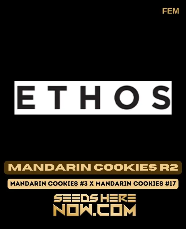 Mandarin Cookies R2 Seeds - High THC Feminized Cannabis by Ethos Genetics